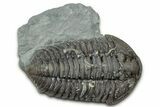Prone Flexicalymene Trilobite with Pyrite - Mt Orab, Ohio #347286-1